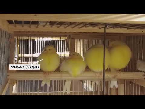 Видео: Канарейки.  Как отличить самца от самки в раннем возрасте?