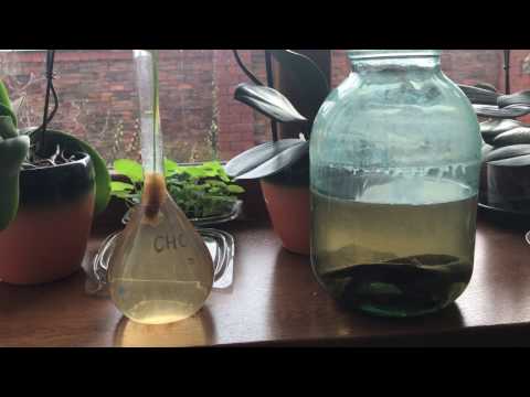 Видео: Как разводить инфузорию туфельку.Очистка инфузории