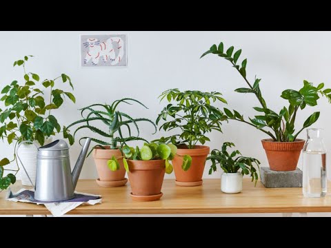 Видео: Энг парвариши оддий булган хона гуллари