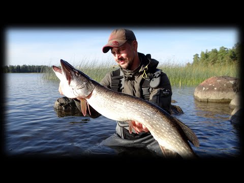 Видео: ЛОВЛЯ ЩУКИ В ФИНЛЯНДИИ ♦ HAUGIPÜÜK SOOMES ♦ PIKE FISHING IN FINLAND