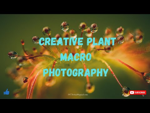 Видео: Креативная фотография растений