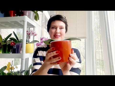 Видео: Пересадка подростков 1,7 и 2,5