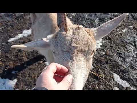 Видео: Коза кричит и не рожает...
