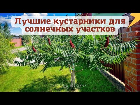Видео: Лучшие кустарники для солнечных участков.🌾🌼💐