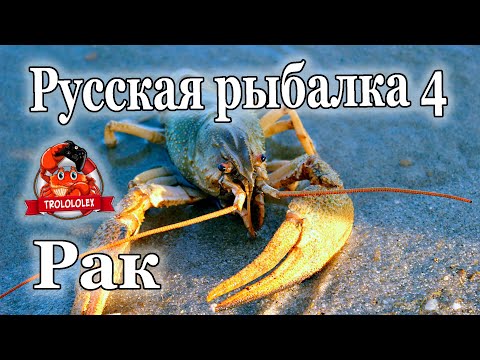 Видео: Русская рыбалка 4 Рак речной Голд наживка