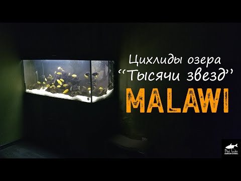 Видео: Цихлиды Малави (Мбуна). 500л. ТОП Секреты Содержания