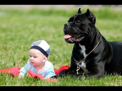 Видео: КАНЕ-КОРСО.MY BABY PET.МОЙ ПИТОМЕЦ-МОЙ РЕБЕНОК.ВСЕ САМОЕ ИНТЕРЕСНОЕ О ПИТОМЦАХ