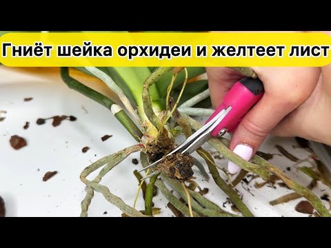 Видео: ГНИЁТ ШЕЙКА орхидеи и желтеют листья орхидеи СПАСТИ орхидею