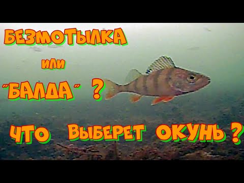 Видео: Ловля ОКУНЯ на "БАЛДУ" и БЕЗМОТЫЛКУ в декабре ! Поиск рыбы ПОДВОДНОЙ КАМЕРОЙ .