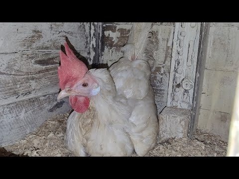 Видео: ЧТО С УТРА ТВОРИТСЯ В ГНЕЗДАХ😱. Совсем забыла про ВОДУ🤦🏻‍♀️