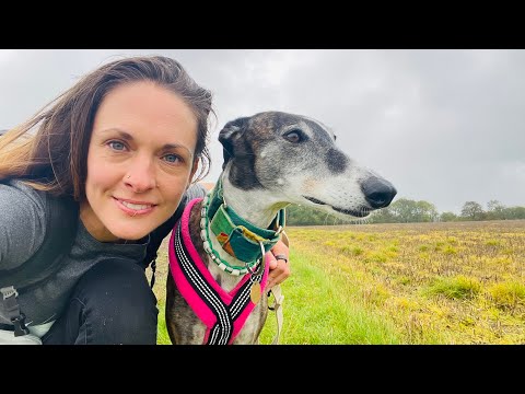 Видео: Выгул нервного Галго — наши первые три недели прогулок! 🐾 Дневники спасательной собаки 4