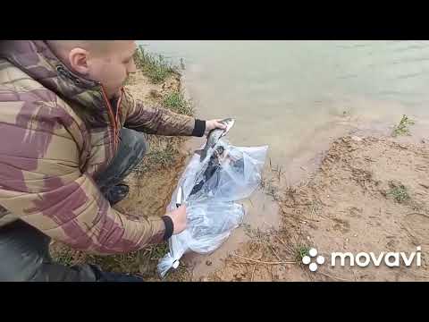 Видео: до зарыбление моего пруда