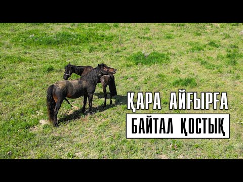 Видео: Қара айғырға байтал қосытық.