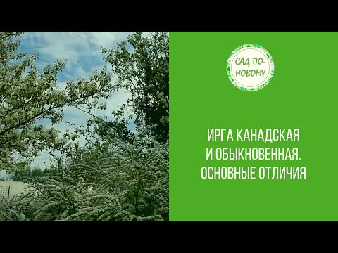 Видео: Ирга канадская и обыкновенная. Основные отличия.