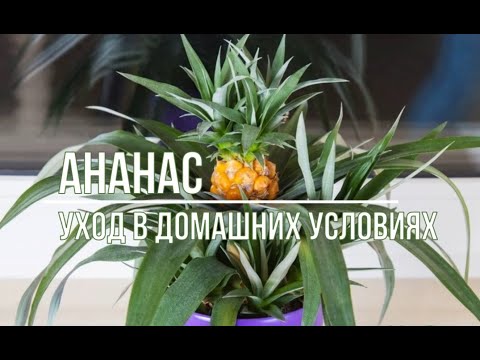 Видео: Выращивание ананаса в домашних условиях