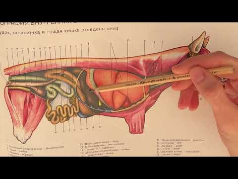 Видео: Топография органов пищеварения у собак