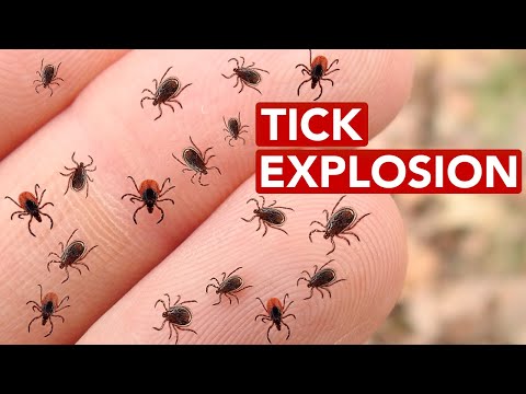 Видео: Почему популяция клещей стремительно растёт?