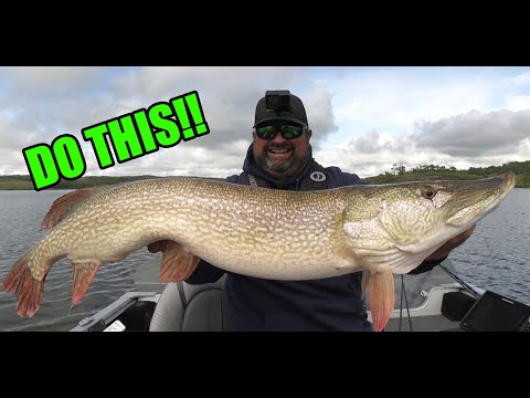 Видео: Это ПОМОЖЕТ вам поймать больше и более крупной ЩУКИ!