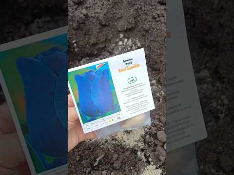 Видео: Чи буде такий колір у тюльпана?