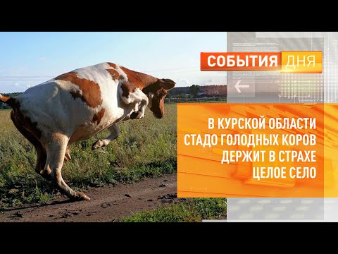 Видео: В Курской области стадо голодных коров держит в страхе целое село