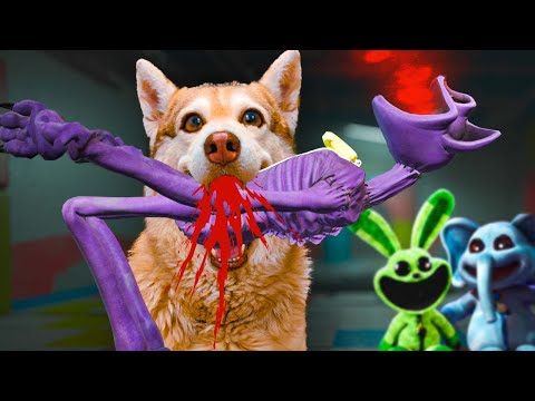 Видео: КАК УНИЧТОЖИТЬ КОТА ДРЕМОТА и УЛЫБАЮЩИХСЯ ТВАРЕЙ? (Хаски Бублик) Говорящая собака