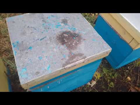 Видео: Зимовка пчёл на воле Утепление щиты вентиляция летки