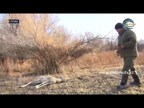 Видео: ОЛЖА - ЕЛІК АТУ / ҚАРАТАЛ ОРМАН ШАРУАШЫЛЫҒЫ / 28.11.21