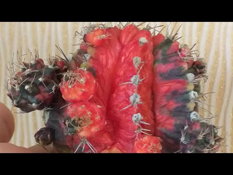 Видео: Мои гимнокалициумы.