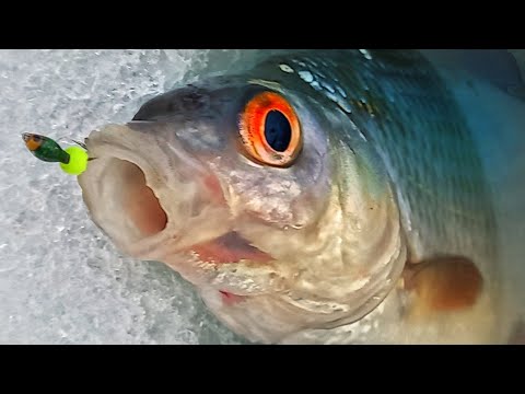 Видео: СОРОГА НА ЯДРЁНЫЙ ГЛАЗ. РЫБАЛКА НА РЕКЕ НА БЕЗМОТЫЛКУ