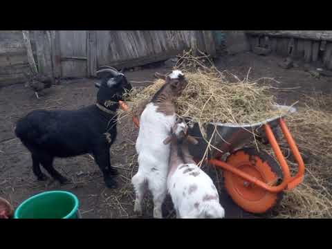 Видео: Насколько ВЫНОСЛИВЫ Камерунские козы.  Ответы на вопросы