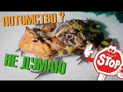 Видео: 5 причин почему вы НЕ разведете рогатку