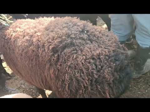 Видео: 5 ноября 2025 г.  Срочно чоршанбе бозори ленский ройон  шахри душанбе 💯