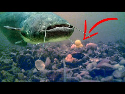 Видео: Реакция рыбы на бoйлы 1 Река  (подводная съёмка)