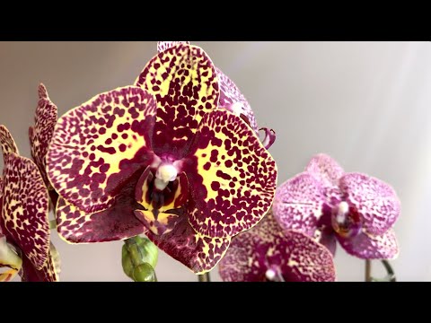 Видео: Фаленопсисы 🥰! Цветение
