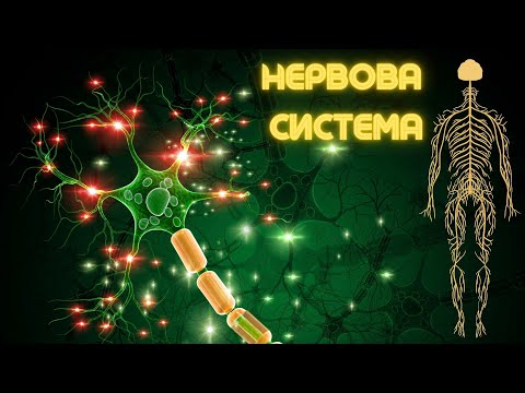 Видео: Лекція з ГІСТОЛОГІЇ - НЕРВОВА СИСТЕМА [2024]