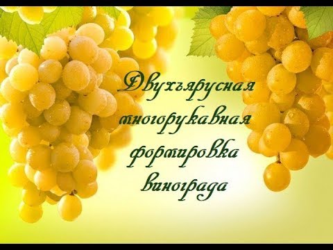 Видео: Двухъярусная многорукавная формировка винограда