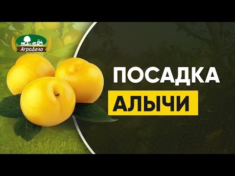 Видео: Посадка алычи весной - когда и как это лучше сделать!