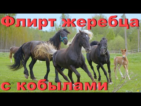 Видео: Открытый урок размножение лошадей. Молодой конь в табуне.