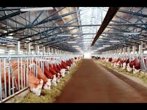 Видео: Сколько платят на ферме в Финляндии в 2025 году. Работа в офисе или на ферме!!?