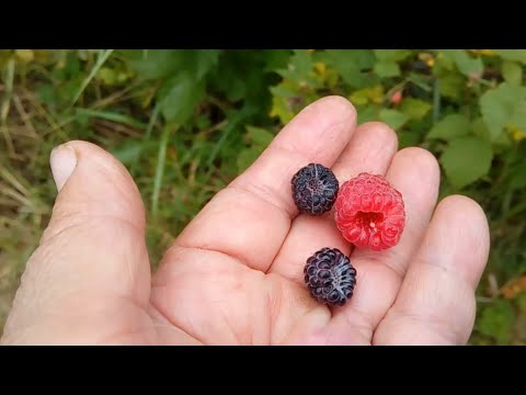 Видео: Почему кумберленд малина, а не ежевика и не ежемалина