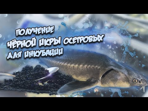 Видео: УЗВ / Получение чёрной икры осетровых для инкубации