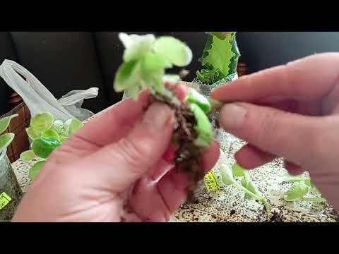 Видео: Детки фиалок от листа Часть3🌹🌹🌹