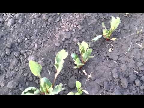 Видео: Столовая свекла