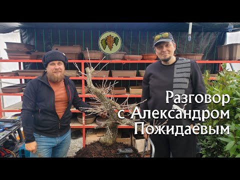 Видео: Разговор с Александром Пожидаевым / дефолиация, недоперелив, листья у клёнов и грабов @Studio.Bonsai