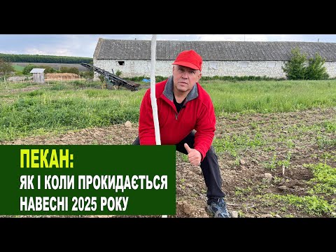 Видео: №218 Пекан: Як і коли прокидається навесні 2025 року