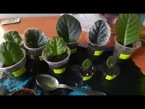 Видео: Укоренение листа фиалки. Отсаживание детки от листа.