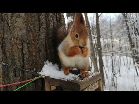 Видео: Белки две, а я один 😁 10 минут с зимними белками 😜 10 mins with two winter squirrels