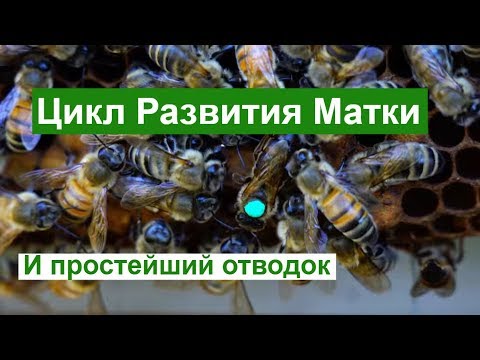 Видео: Пасека # 83  Цикл Развития Матки - Пчеловодство для начинающих