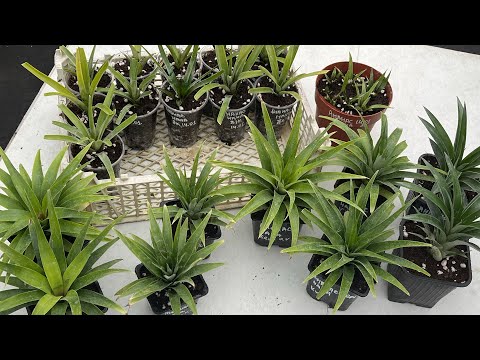 Видео: Итоги. Ананасы карликовые 🍍Готовим саженцы на весну 🍍