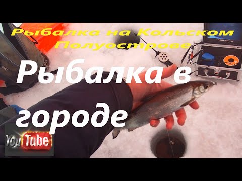 Видео: Рыбалка на Кольском Полуострове.  Рыбалка в городе Мончегорске. Ловля сига.